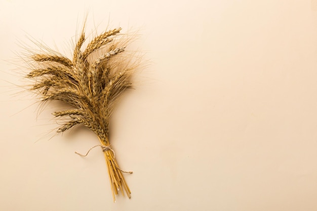 Sheaf of wheat ears close up and seeds on colored background Natural cereal plant harvest time concept Top view flat lay with copy space world wheat crisis