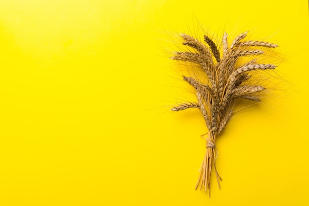 Sheaf of wheat ears close up and seeds on colored background Natural cereal plant harvest time concept Top view flat lay with copy space world wheat crisis