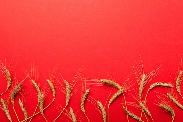 Sheaf of wheat ears close up and seeds on colored background Natural cereal plant harvest time concept Top view flat lay with copy space world wheat crisis