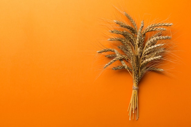 Sheaf of wheat ears close up and seeds on colored background Natural cereal plant harvest time concept Top view flat lay with copy space world wheat crisis