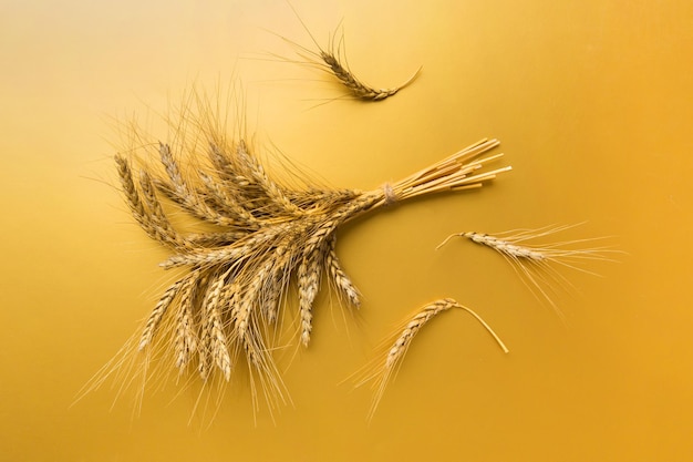 Sheaf of wheat ears close up and seeds on colored background Natural cereal plant harvest time concept Top view flat lay world wheat crisis