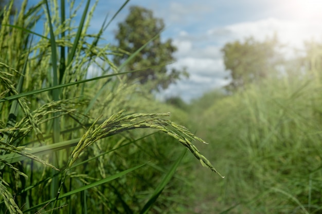 Sheaves of rice green. On the bright sky.