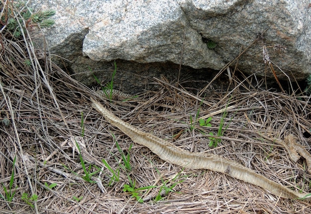 Shedding Snake Skin On A Dry Grass