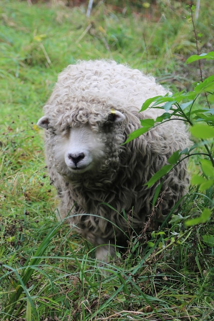 Sheep are grazing in the heart of London 