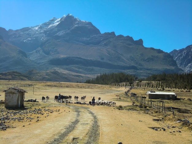 Sheep cattle in the heights of the Peruvian Andes