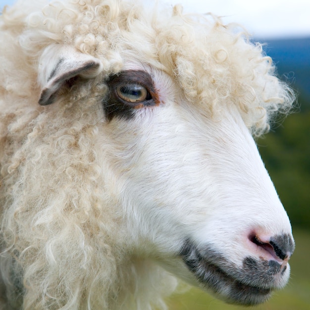 Sheep (closeup) on mountain plateau pasture (Carpathian mountain, Ukraine).