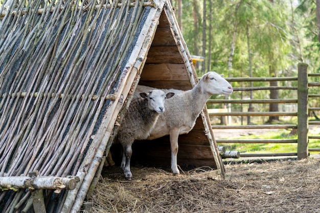 Sheep in the corral