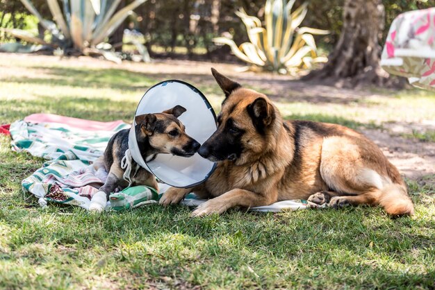 Sheep dog accompanying another injured dog with an Elizabethan collar in the park