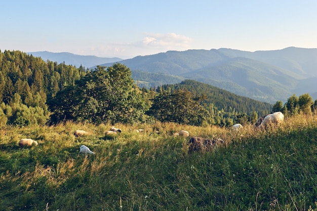 Sheep eating grass on the mountains. Mountains hills landscape during a sunny day. Locat travel concept. Eco countryside.