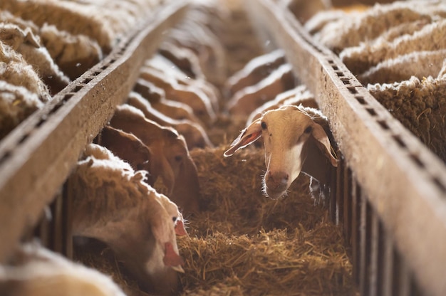 Sheep eating hay in shed Domestic animals feeding at stable Cattle feed concept Livestock farm