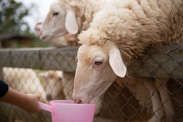 Sheep on the farm and have pity eyes