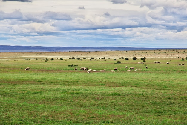 Sheep in field of Patagonia of Chile