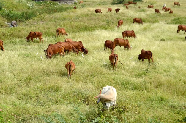 Photo sheep in a field