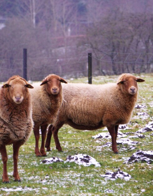 Photo sheep in a field