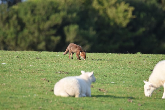 Photo sheep in a field