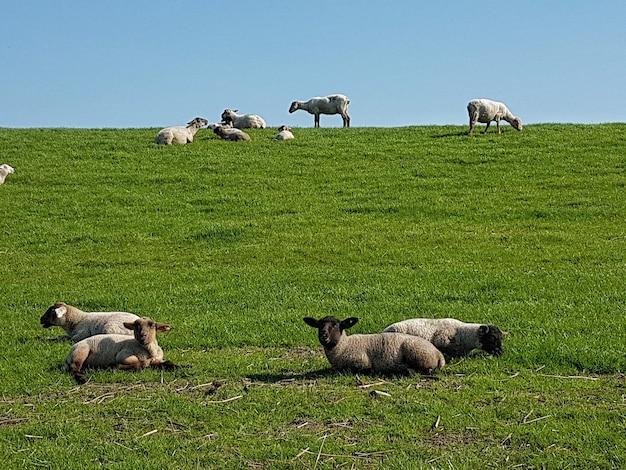 Photo sheep in a field