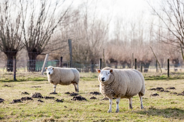 Sheep in the field