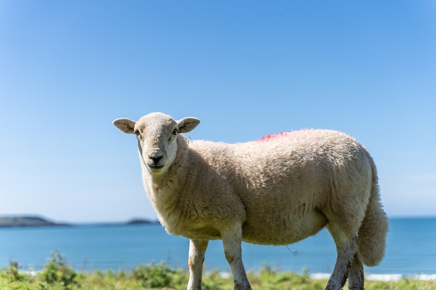 Sheep in fields and meadows