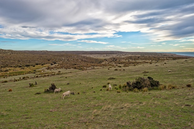 Sheep flock on patagonia grass background