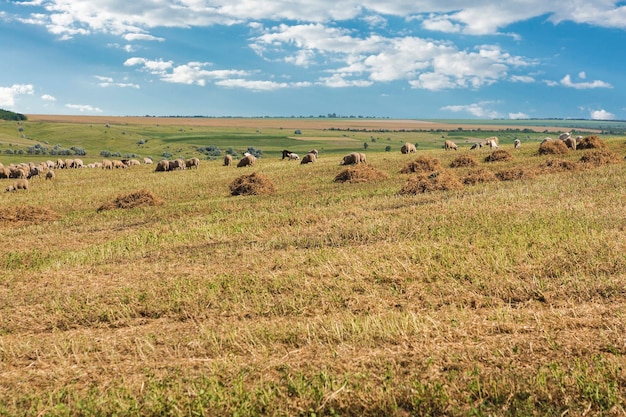 Sheep and goats graze on green grass in spring