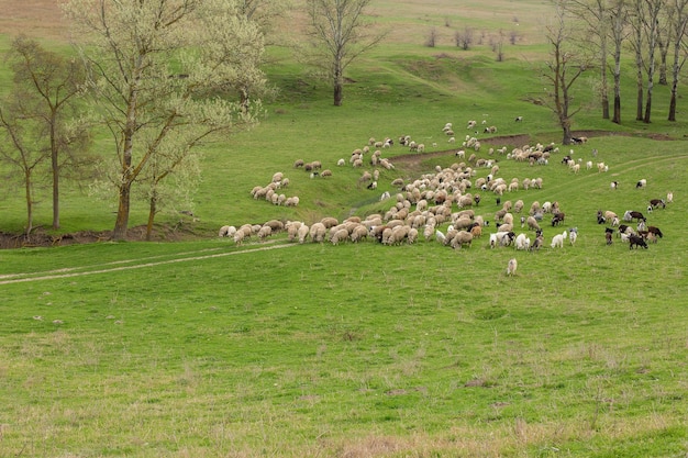 Sheep and goats graze on green grass in spring