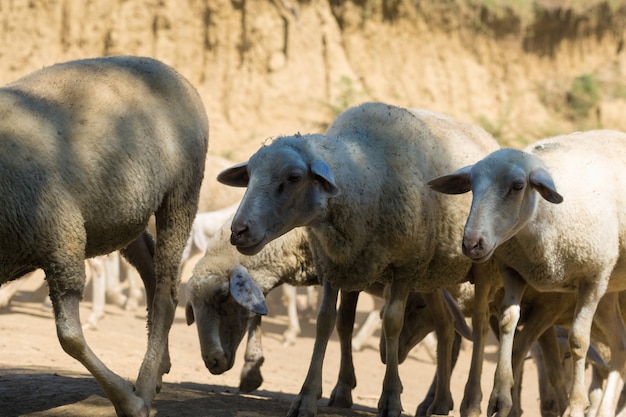 Sheep and goats graze on green grass in spring.