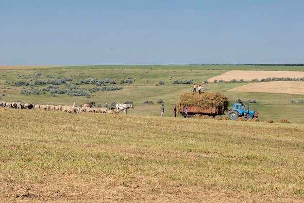 Sheep and goats graze on green grass in spring