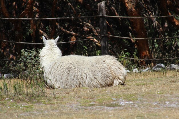 Photo sheep on grass