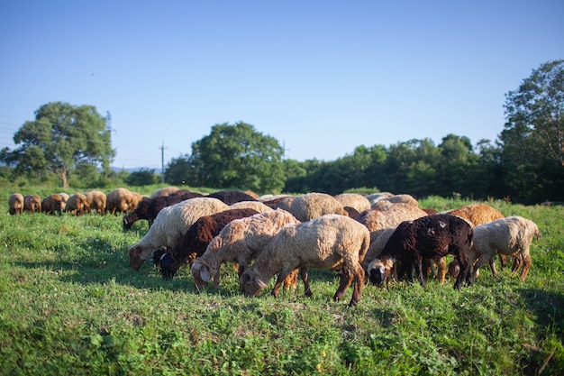 Sheep graze in the field