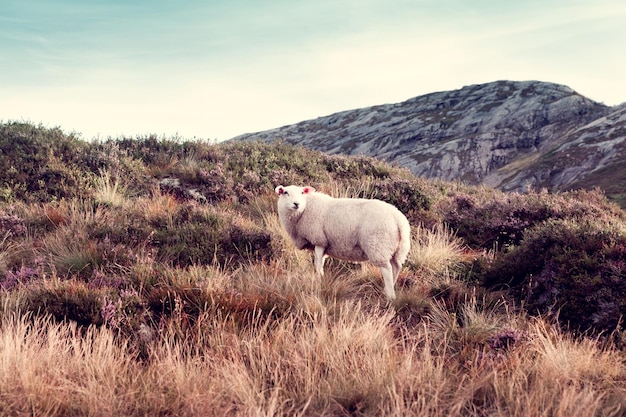 A sheep grazes in the mountains at sunset day