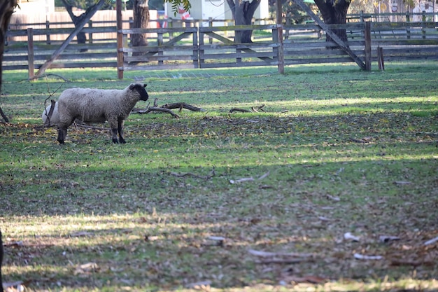 Sheep grazing in Ardenwood farm Fremont California