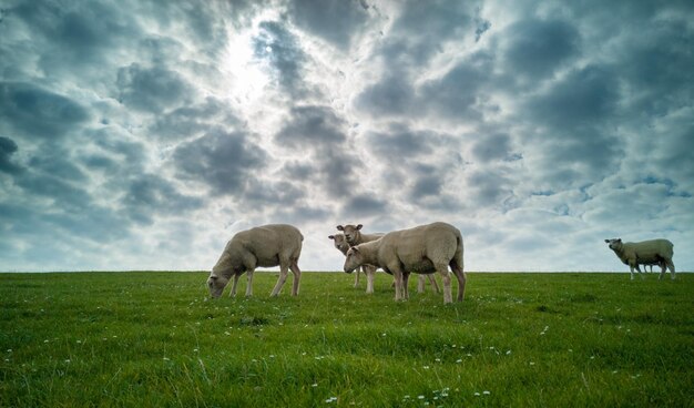 Photo sheep grazing in a field