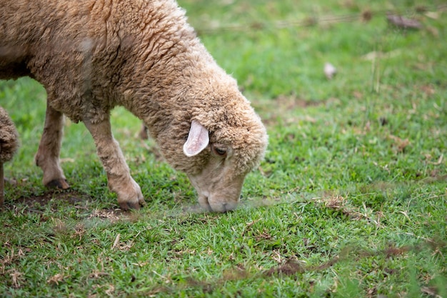 Photo sheep grazing in a field