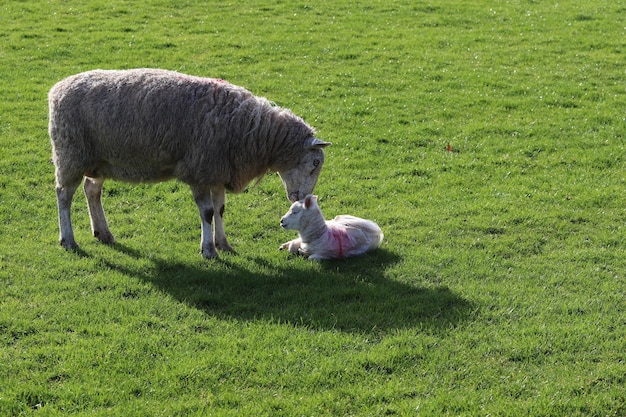 Photo sheep grazing on field