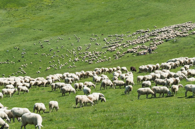 Photo sheep grazing in a field