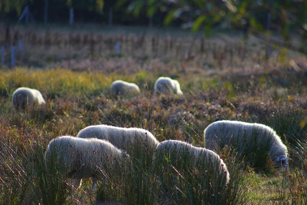 Photo sheep grazing in field