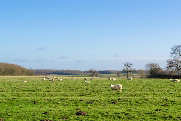 Photo sheep grazing in a field