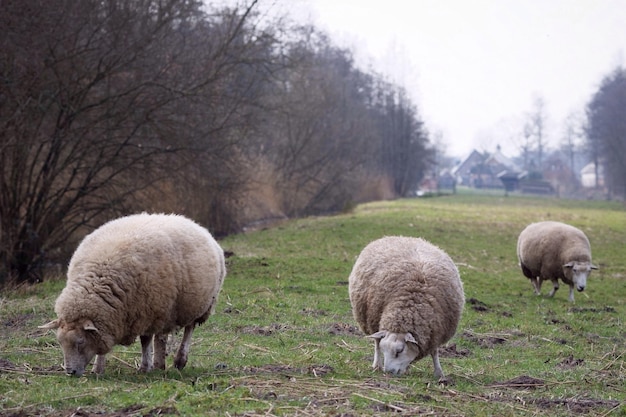 Photo sheep grazing on field