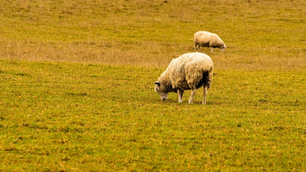 Sheep Grazing in the Golden Fields