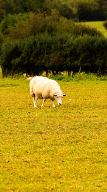 Sheep Grazing in the Golden Fields