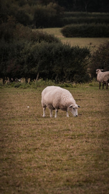 Sheep Grazing in the Golden Fields