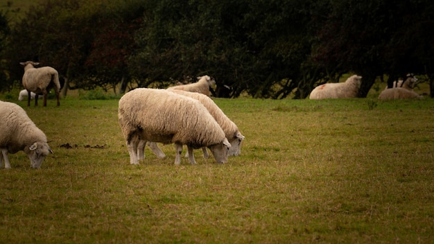 Sheep Grazing in the Golden Fields