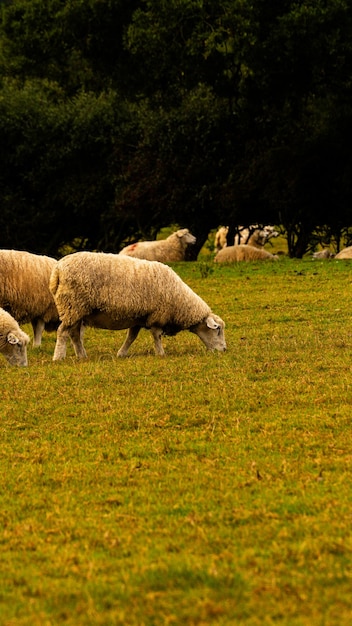 Sheep Grazing in the Golden Fields