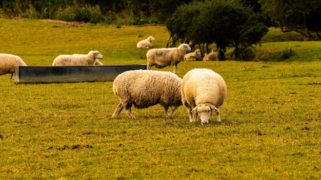 Sheep Grazing in the Golden Fields