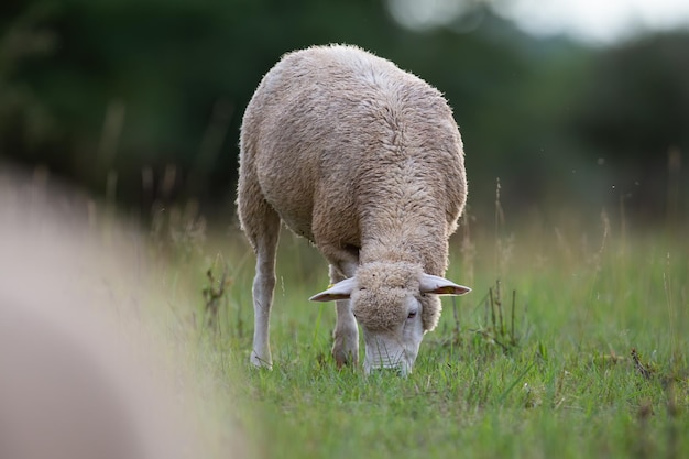 Sheep grazing on green grassland on countryside in spring