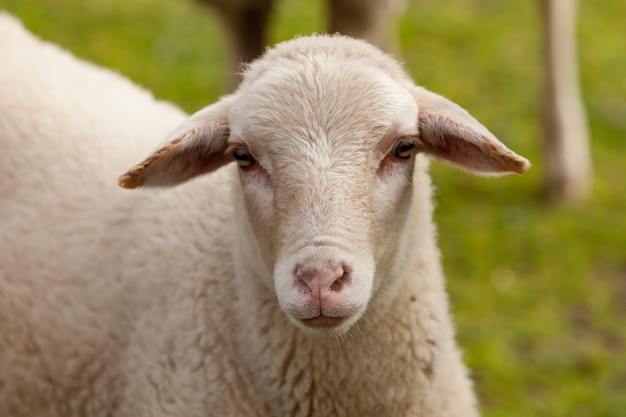 Sheep grazing in the meadow with green grass