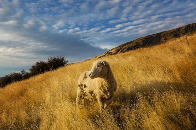 Sheep in green mountain meadow, rural scene in New Zealand