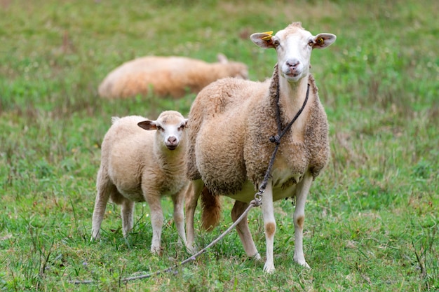 Sheep group and lamb on a meadow with green grass. Flock of sheep.