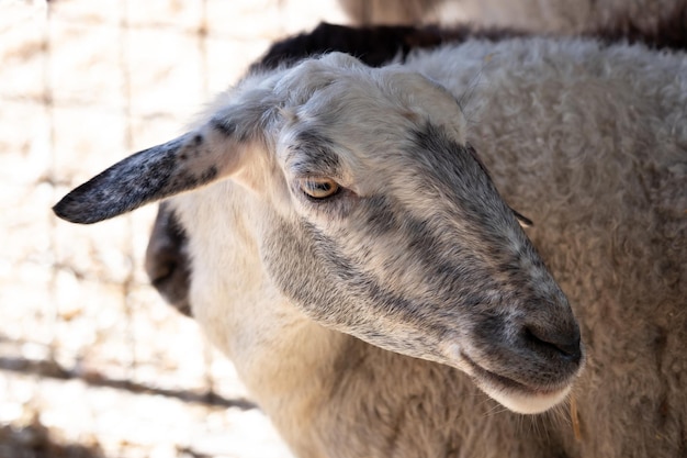 Sheep head close up Portrait farm Animal Premium photo