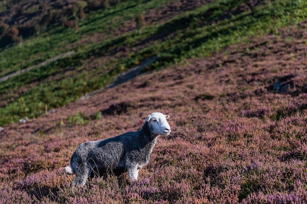 Sheep in heather moorland